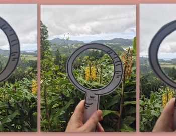 זכוכית מגדלת מנייר ממסגרת חלק מהנוף, מדגימה איך שינוי המסגרת משנה את התפיסה